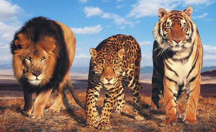 Phim "Madagascar" đời thực: Khi hổ, báo, sư tử, gấu chán vườn thú rồi rủ nhau trốn trại đi chơi