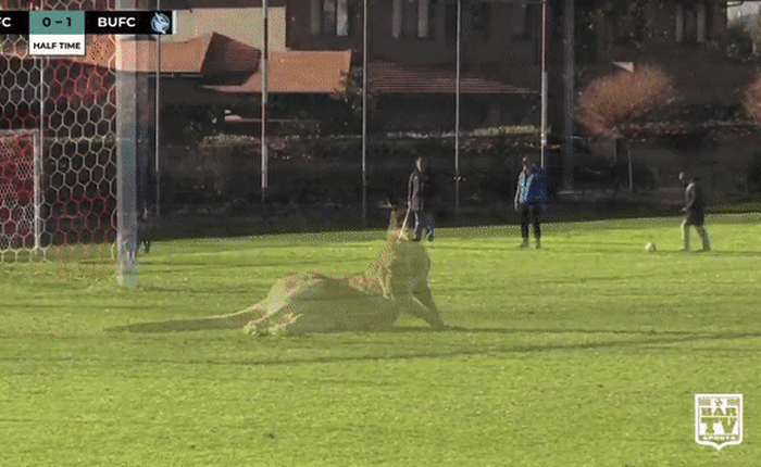 Úc: Kangaroo nhảy vào sân chen ngang trận bóng rồi đòi bắt gôn thay thủ môn