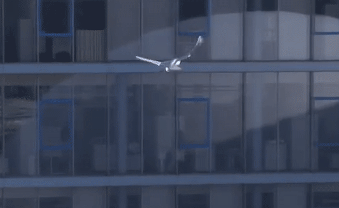Trung Quốc bắt đầu sử dụng drone giả chim bồ cầu để giám sát an ninh