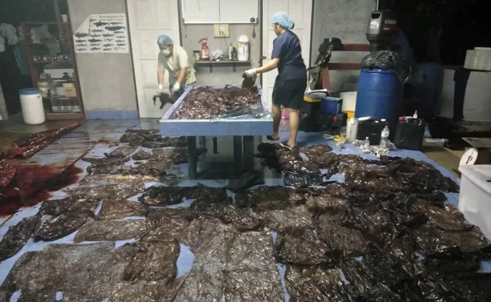 Cá voi ở Thái Lan "chết đói" vì ăn phải 8kg rác thải nhựa