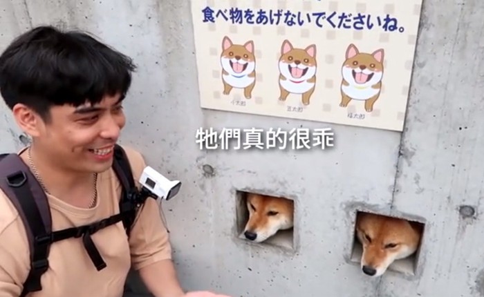 Chuyên thò đầu ra chào du khách, 3 chú chó Shiba biến tường nhà thành điểm du lịch nổi tiếng