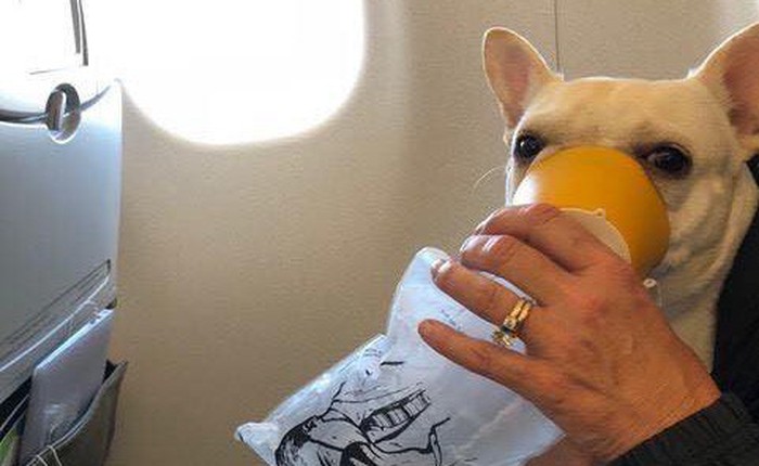 Chú chó này đã suýt chết ngạt trên máy bay nếu không có sự giúp đỡ của các tiếp viên hàng không