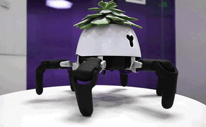Con robot "đầu chỉ để trồng cây" biết tìm tới ánh sáng để quang hợp, nhún nhảy báo hiệu mỗi khi cây khát nước