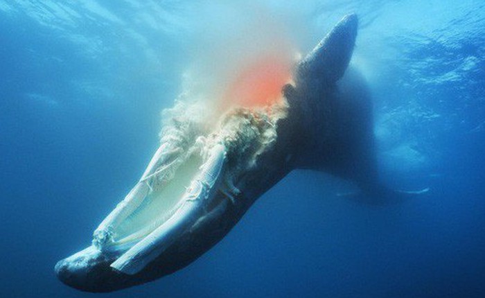 Chuyện gì xảy ra khi cá voi chết đi? Nằm lại dưới đáy biển, nó vẫn có ích đến hàng chục năm sau