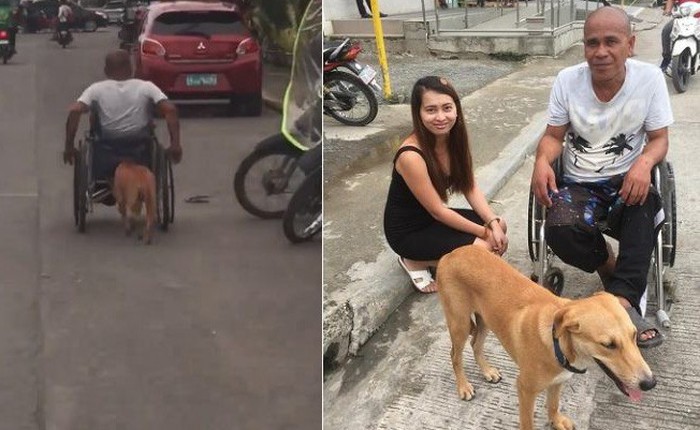 Khoảnh khắc cảm động: Chú chó vàng ngày ngày đẩy xe lăn đưa ông chủ khuyết tật đi chơi phố