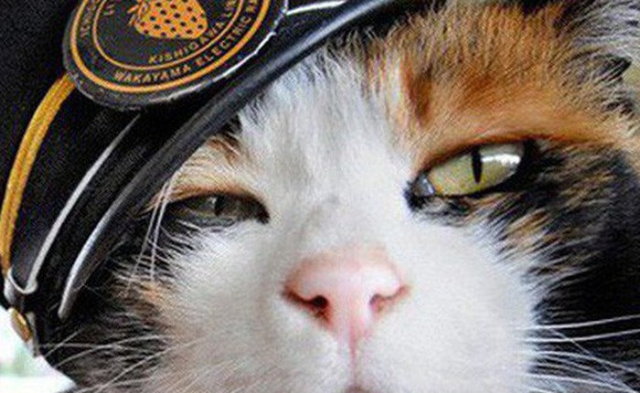 Tama: Từ con mèo hoang đến “trưởng ga tàu” nổi tiếng nhất cả nước, biểu tượng văn hóa đáng tự hào của Nhật Bản
