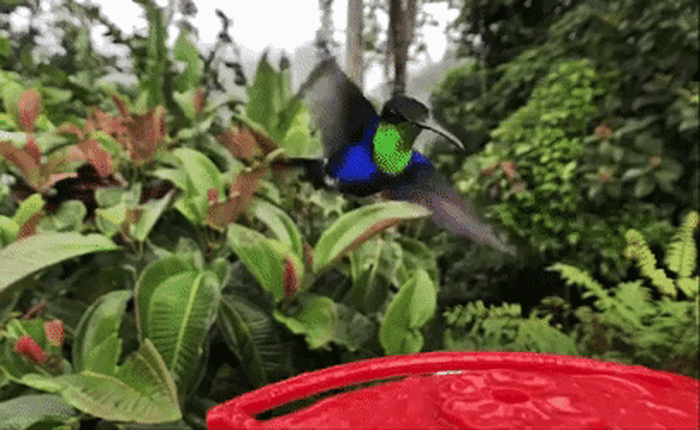 Xem video chim ruồi vỗ cánh sống động đến từng giây, quay bằng chế độ siêu chậm của iPhone X