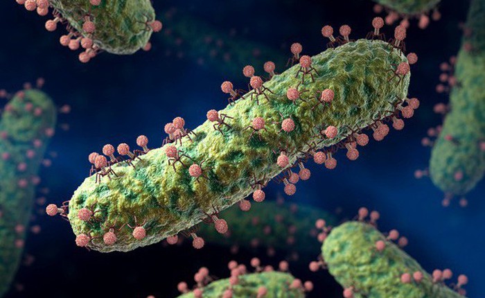 Virus có thể lây nhiễm và giết chết siêu vi khuẩn, tại sao không dùng chúng thay cho thuốc kháng sinh đã mất tác dụng?