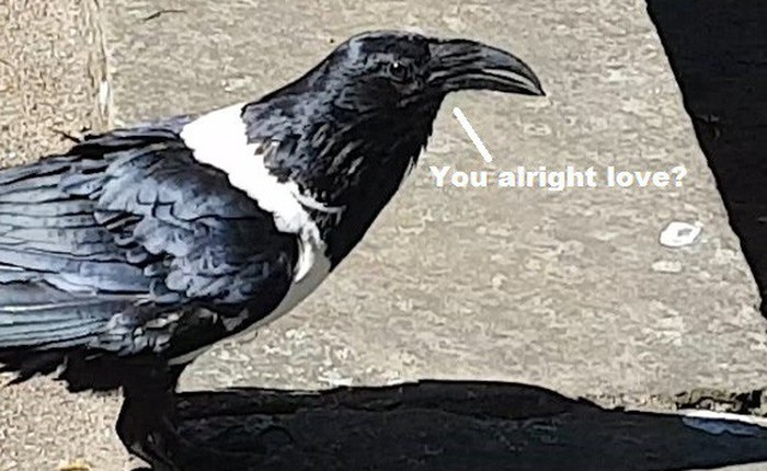 Đây là con quạ biết hỏi thăm du khách bằng tiếng Anh giọng Yorkshire