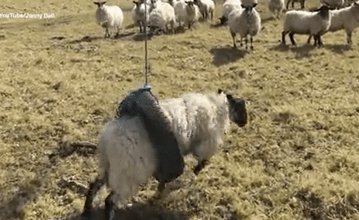 Con cừu ngồi xích đu lốp: Hội bảo vệ động vật giận dữ, Internet bảo nó chơi vui thế còn gì