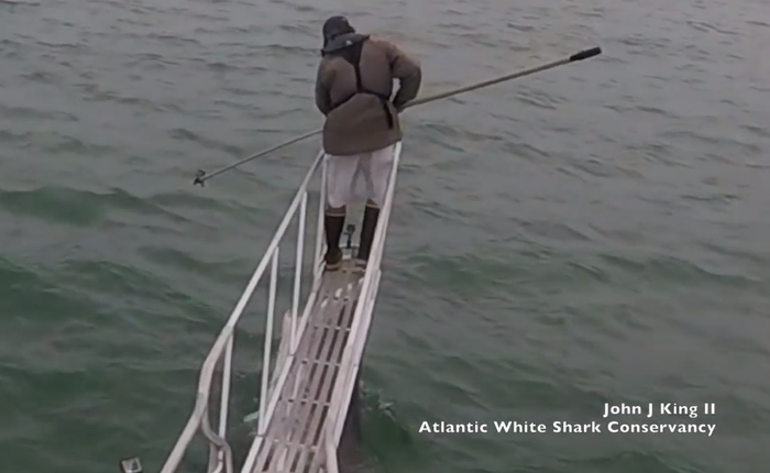 [Video] Cá mập trắng vọt lên khỏi mặt nước, định đớp nhà nghiên cứu đang đứng trên thuyền