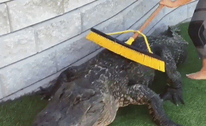 Việc nhẹ lương chắc chắn không thấp: Gãi lưng thư giãn cho cá sấu