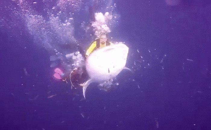 Cưỡi cá mập voi như Aquaman, nhóm thợ lặn Indonesia khiến dân mạng giận dữ
