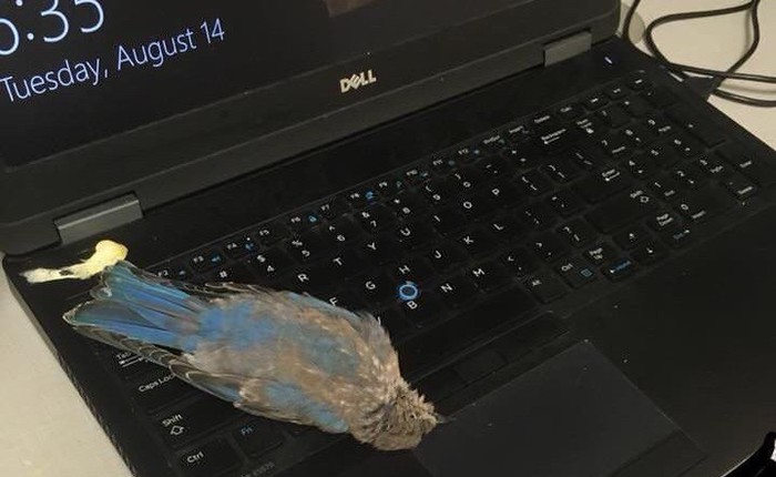 Đang yên đang lành, con chim bỗng bay vèo qua cửa sổ, đi nặng lên laptop của một redditor rồi lăn ra chết