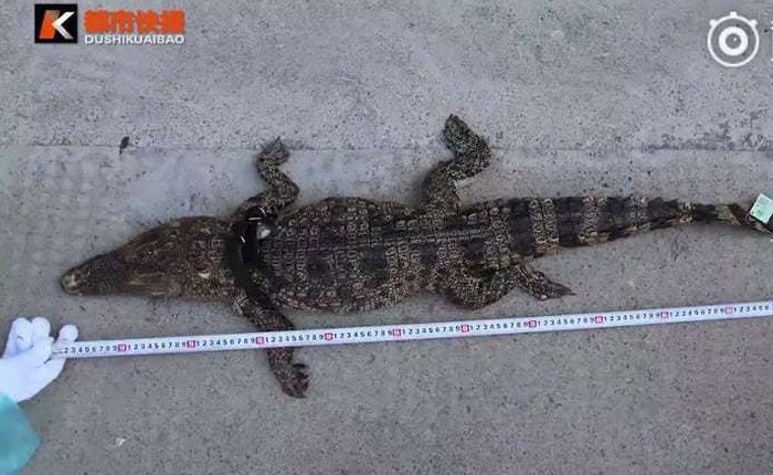 Trung Quốc: Đặt hàng thực phẩm chức năng qua mạng, nhận được hẳn một con cá sấu dài cả mét