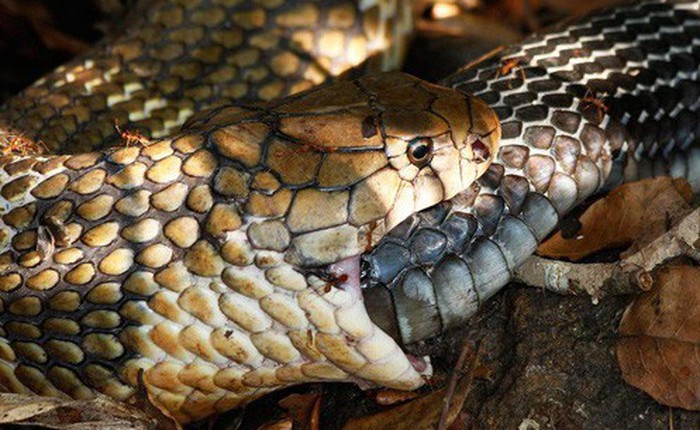 "Tự sát" bằng cách ăn chính mình - bí ẩn kinh dị ở loài rắn đã có lời giải