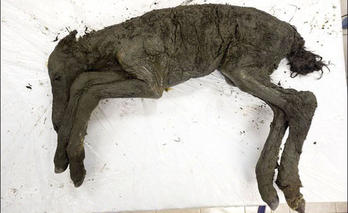 Tìm thấy xác ngựa non tuổi đời 40.000 năm vẫn còn gần như nguyên vẹn tại Siberia