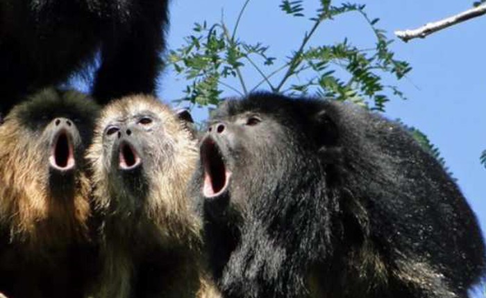 Khoa học chứng minh: Tiếng rú của khỉ càng to, tinh hoàn của nó càng nhỏ