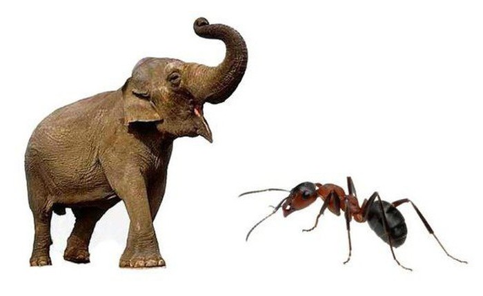 Trải nghiệm thời gian giữa con kiến và con voi khác nhau như thế nào?