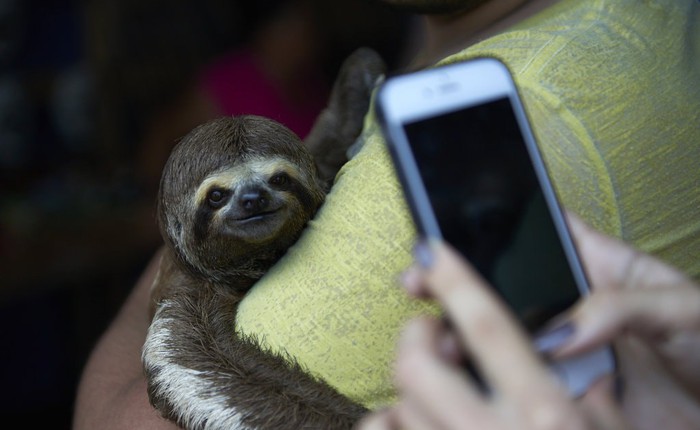 Chụp ảnh selfie cùng động vật hoang dã? Có thể bạn đang ngược đãi chúng mà không hề hay biết