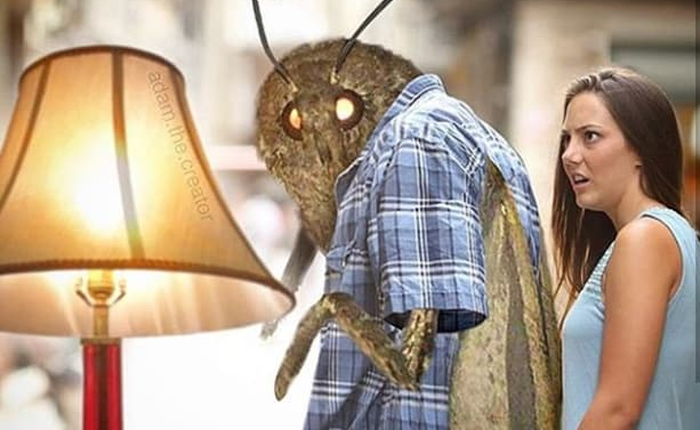 Nguồn gốc của loạt meme bướm đêm và chiếc đèn đang khuynh đảo Internet