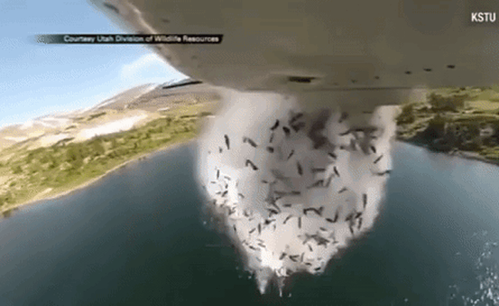 Nguyên nhân nào đứng sau video máy bay "thả bom" cá xuống hồ nước khiến cộng đồng mạng sửng sốt?