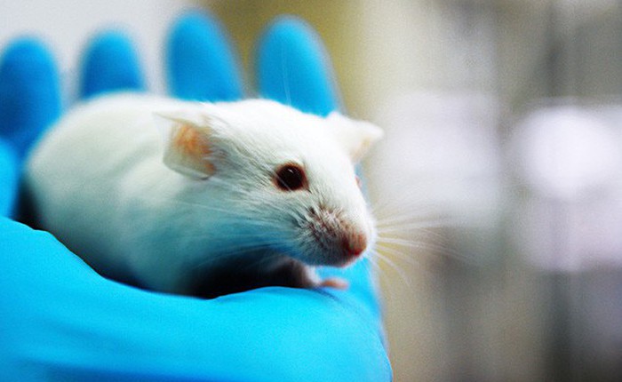 Các nhà nghiên cứu đã chỉnh sửa gen của chuột để khiến chúng không mơ được