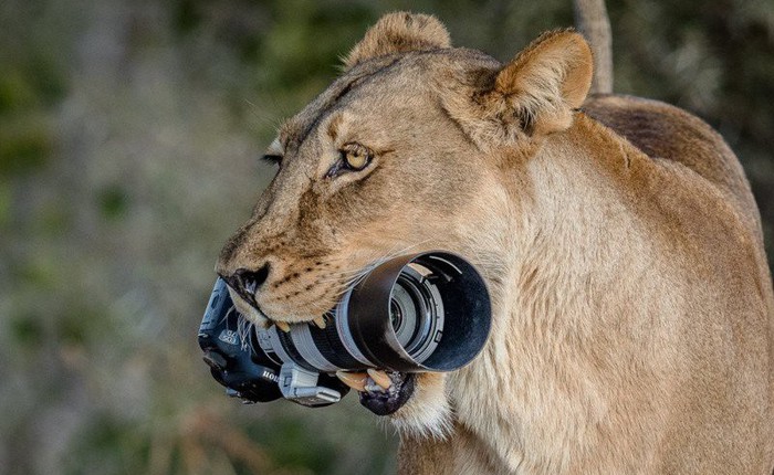 Sư tử mẹ tha camera ngàn đô của nhiếp ảnh gia về cho con chơi