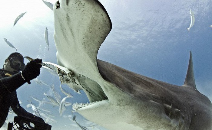 Xác nhận loài cá mập đầu tiên trong lịch sử biết... ăn chay mà vẫn sống khỏe mạnh