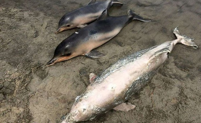 Cá heo liên tục chết một cách kỳ lạ ở vùng biển Brazil