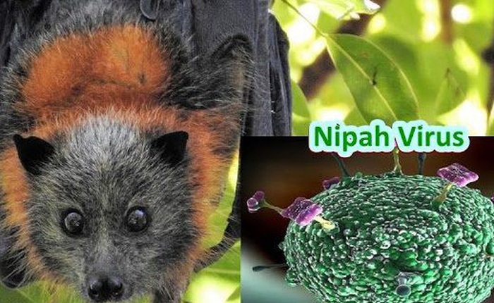 Virus Nipah là gì? Tại sao nó có thể gây ra đại dịch tiếp theo sau Ebola?