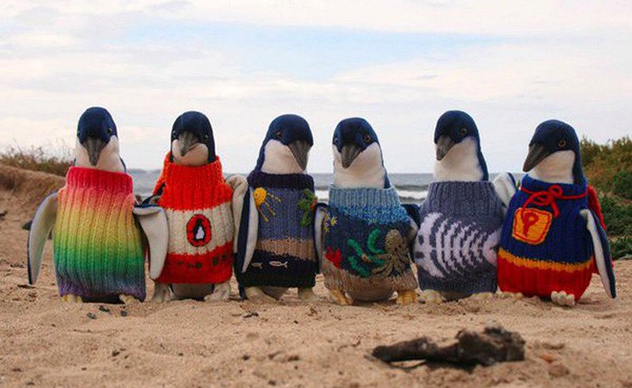 Ở Canada, trời lạnh đến mức sở thú nơi đây phải đưa chim cánh cụt vào trong nhà tránh rét