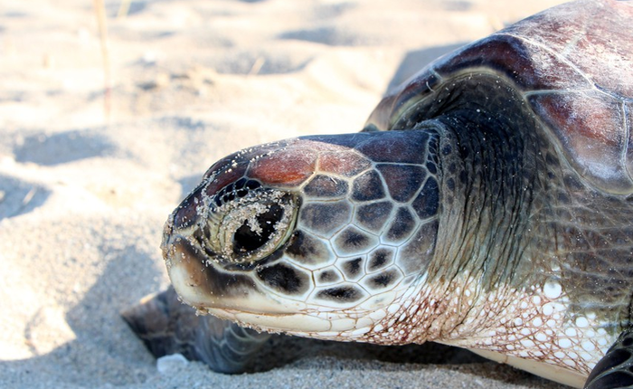 Biến đổi khí hậu đang khiến quần thể rùa biển này rơi vào cảnh "âm thịnh dương suy".