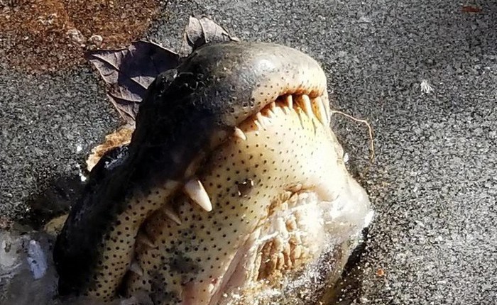 Mỹ: Trời lạnh khiến cá mập chết cóng nhưng cá sấu đóng băng gần hết cơ thể vẫn sống khỏe re