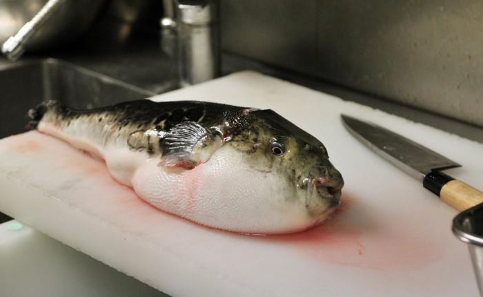 Siêu thị Nhật Bản lỡ bán cá nóc, nhà chức trách địa phương vội vàng thông báo thu hồi