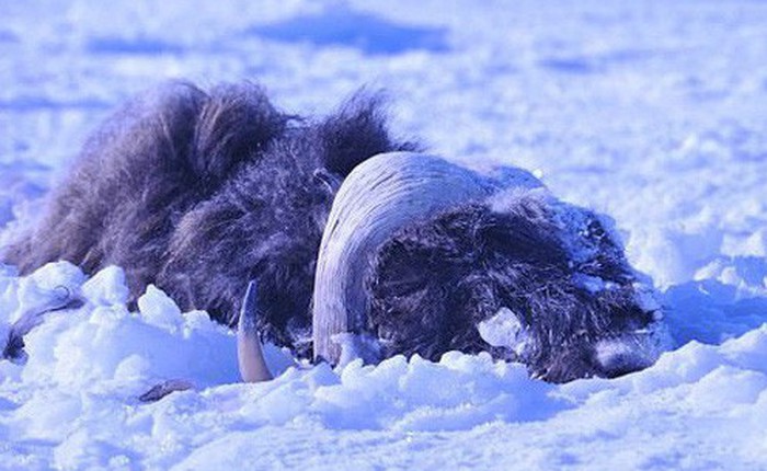 Bão tuyết cực mạnh tràn qua, 52 con bò xạ hương vốn "thống trị" vùng băng giá cũng bị chôn sống, đóng băng đầy đau đớn