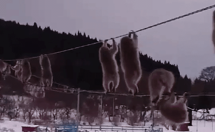 Chuyện nước Nhật: Tuyết rơi dày, lũ khỉ tuyết rủ nhau đu dây điện thoại cho đỡ lạnh chân
