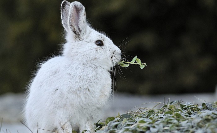 Video ghi lại cảnh thỏ ăn thịt đồng loại làm bất ngờ giới khoa học