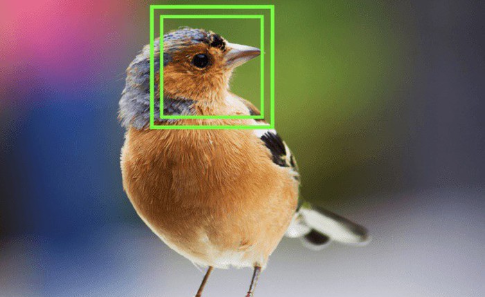 Công nghệ nhận dạng khuôn mặt đã được nhà khoa học này áp dụng cho…chim