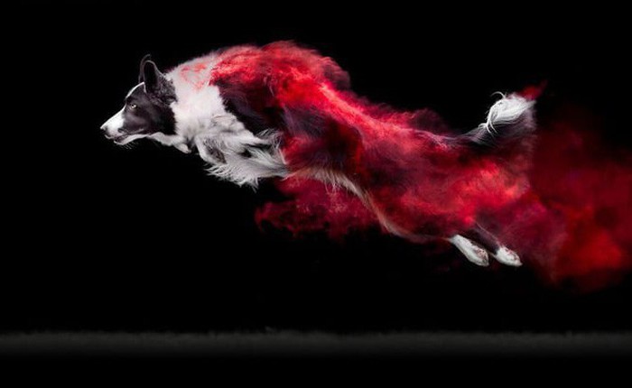 Nhiếp ảnh sáng tạo: Chụp hình chó cưng với bột màu theo phong cách Color Me Run