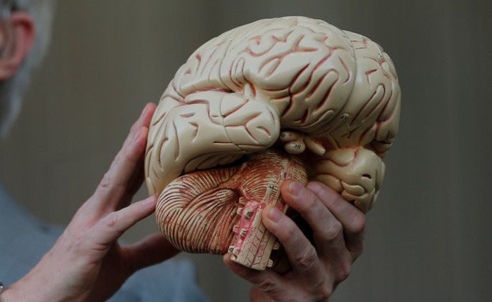 Các nhà khoa học Mỹ vừa nuôi được một mô hình não nhân tạo giống thật nhất từ trước đến nay