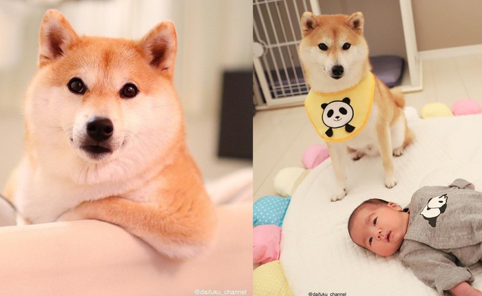 Vừa dễ thương lại biết dỗ trẻ, chó shiba thu hút gần 400.000 người theo dõi trên Instagram