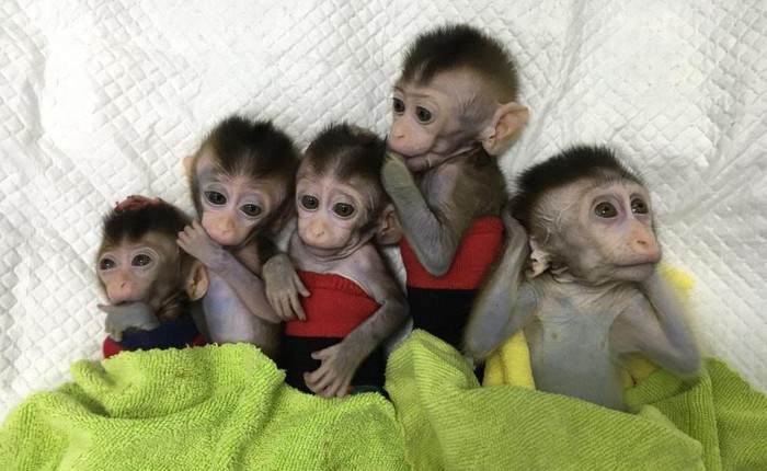 Các nhà khoa học Trung Quốc lại vừa nhân bản thành công 5 con khỉ biến đổi gen đầu tiên trên thế giới