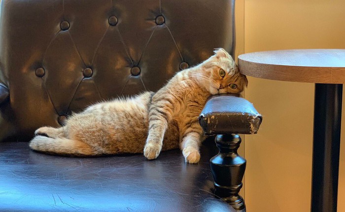 Không chỉ con người, đến cả mèo làm trong quán cà phê Nhật cũng xụi lơ vì Tết