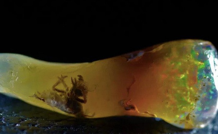 Phát hiện hóa thạch côn trùng cổ đại bị nhốt bên trong một viên đá mắt mèo