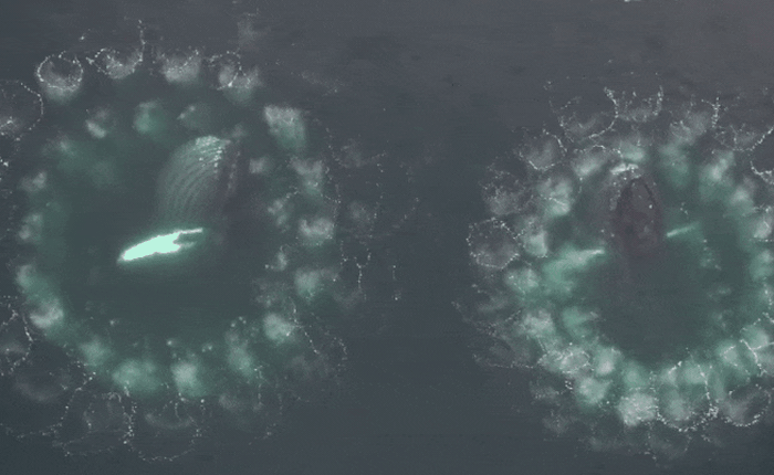 Những cảnh quay hiếm có, đáng kinh ngạc cho thấy cá voi sử dụng "lưới bong bóng" để săn mồi