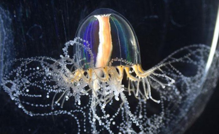 Giải mã siêu năng lực của loài sứa: Tại sao chúng có thể mọc lại phần cơ thể đã mất?