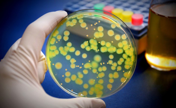 Nghiên cứu cho thấy vi khuẩn chỉ mất ba tuần để kháng được loại kháng sinh mạnh nhất