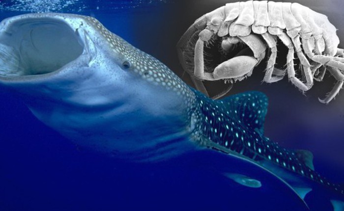 Các nhà khoa học phát hiện ra loài mới trong miệng của cá mập voi tại Nhật Bản