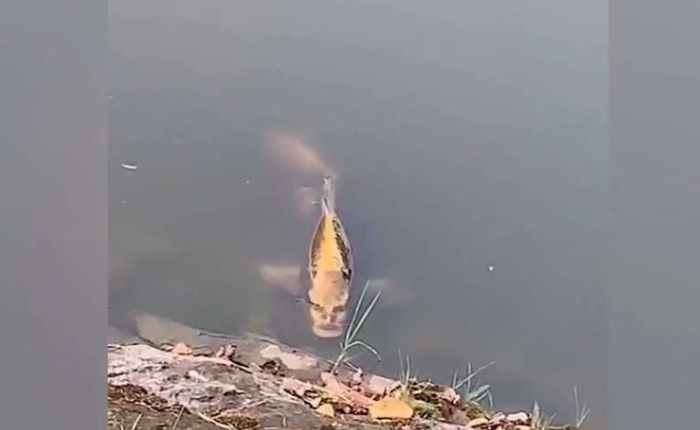 Con cá đáng sợ với đường nét như "khuôn mặt người" được phát hiện ở Trung Quốc